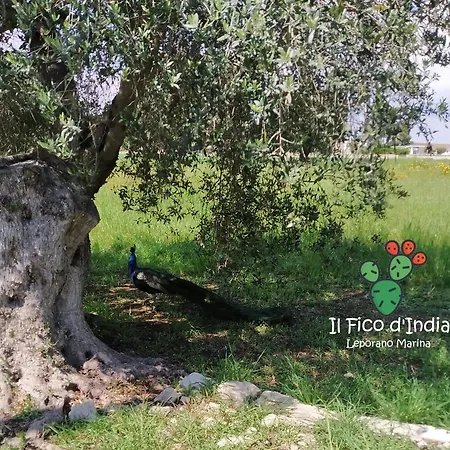 Villa Il Fico D'india Leporano
